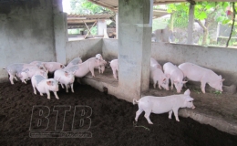 Tiền Hải: Chủ động bảo vệ đàn gia súc, gia cầm