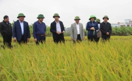 Tiền Hải: Năng suất lúa mùa ước đạt 60,7 tạ/ha