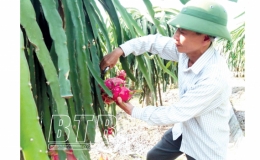 Trái ngọt từ đam mê