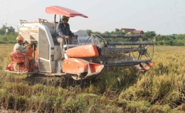 Vũ Thư: Phấn đấu đến 20/10 thu hoạch 100% diện tích lúa mùa