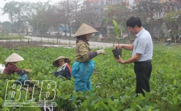 Thái Bình có 4 giống cây trồng được công nhận lưu hành đặc cách