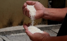 Giá lúa, gạo cùng tăng