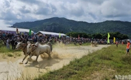 Hào hứng đua bò Bảy Núi