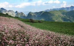 Lễ hội Hoa tam giác mạch lần thứ 9
