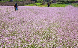 Lễ hội hoa Tam giác mạch lần thứ 9 Cao nguyên đá nở hoa