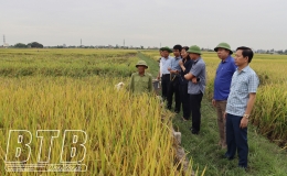 Năng suất lúa mùa năm 2023 của huyện Kiến Xương ước đạt 60 tạ/ha