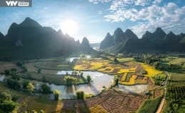 Ngỡ ngàng vẻ đẹp mùa lúa chín tại Trùng Khánh, Cao Bằng