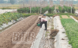 Tiền Hải: Phấn đấu gieo trồng 3.968ha cây vụ đông