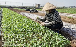 Hưng Hà: Cấp phát hơn 3.500kg hạt rau giống và ngô nếp
