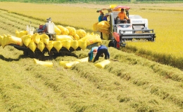 Khoảng 30% dân số thế giới đối mặt với tình trạng mất an ninh lương thực