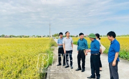 Năng suất lúa mùa năm 2024 của huyện Hưng Hà ước đạt gần 59 tạ/ha