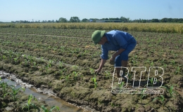 Quỳnh Phụ: Khẩn trương thu hoạch lúa mùa, trồng cây vụ đông