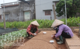 “Vựa rau giống” Điệp Nông tất bật vào mùa