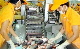 Cá tra Việt Nam thêm lợi thế cạnh tranh mới