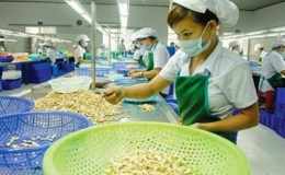 Năm thứ 12 liên tiếp Việt Nam đứng đầu thế giới về xuất khẩu điều