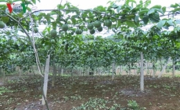 Chanh leo Sơn La lần đầu tiên sang Pháp