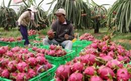 Xuất khẩu nông sản đạt kỷ lục mới