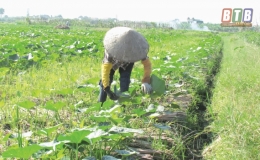 Hưng Hà đẩy mạnh sản xuất vụ đông