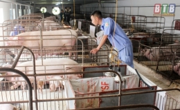 Thái Thụy: Phòng, chống dịch tả lợn châu Phi