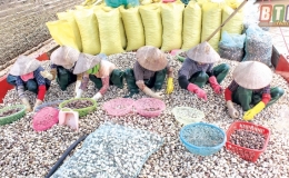 “Quà” của biển