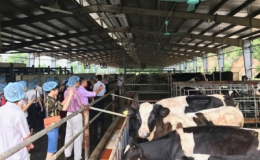 Chủ động ngăn ngừa bệnh lở mồm long móng gia súc