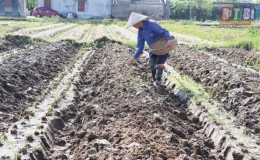 Vân Trường khó khăn trong sản xuất khoai tây vụ đông