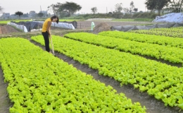 Thành phố phát triển sản xuất sản phẩm đặc thù