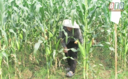 TBM18 - giống ngô mới chất lượng