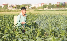 Quỳnh Thọ hối hả vụ đông