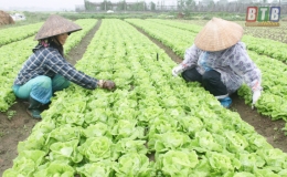 Vũ Thư: Hướng đến sản xuất rau hàng hóa tập trung