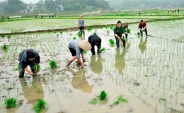 Các địa phương tập trung triển khai sản xuất vụ Đông Xuân