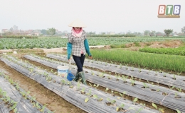 Niềm vui từ cây vụ đông sớm