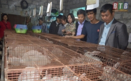 Trung tâm Khuyến nông tỉnh Thái Bình tổng kết mô hình chăn nuôi thỏ an toàn sinh học theo chuỗi liên kết năm 2019