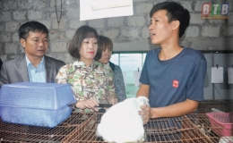 Nuôi thỏ theo mô hình sinh học