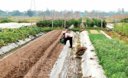 An Ninh: Chăm sóc cây màu vụ đông
