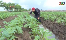 Chăm sóc cây khoai tây vụ đông 2020