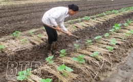 Chăm sóc cây vụ đông mới trồng