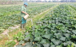 Duyên Hải đẩy mạnh sản xuất vụ đông