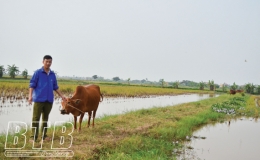 Hiệu quả “kép” từ mô hình nuôi cá trên ruộng lúa
