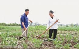 Khoai tây vụ đông ở Quỳnh Nguyên