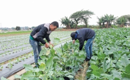 “Giữ nhịp” sản xuất vụ đông (Kỳ 2)