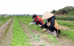 Quỳnh Hải: Rau vụ đông sớm được giá