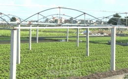 Tập huấn kỹ thuật sản xuất rau an toàn
