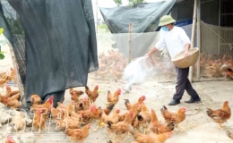 Thái Thụy: Phòng, chống dịch bệnh cho đàn gia súc, gia cầm