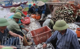 Thái Thụy: Tổng giá trị nuôi trồng, khai thác thủy sản ước đạt hơn 1.889 tỷ đồng