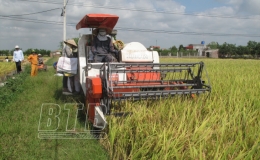 Thái Thụy xây dựng 32 cánh đồng lớn với tổng diện tích 2.121ha