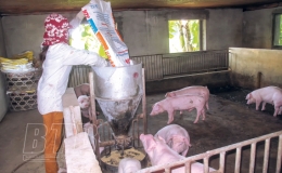 Thụy Ninh: Triển khai các biện pháp quyết liệt phòng, chống bệnh dịch tả lợn châu Phi