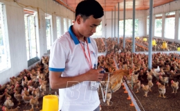 Tích cực phòng, chống dịch bệnh, bảo vệ đàn vật nuôi