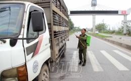 Tiền Hải: Chủ động bảo vệ đàn lợn trước bệnh dịch tả lợn châu Phi
