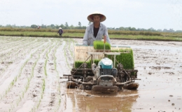 Vũ Thư phấn đấu gieo cấy 7.600 ha lúa vụ xuân năm 2021